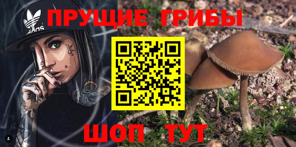 Барнаул  Псилоцибиновые грибы прущие грибы  Вход с VPN  где купить наркотик  Псилоцибиновые грибы Psilocybine cubensis 